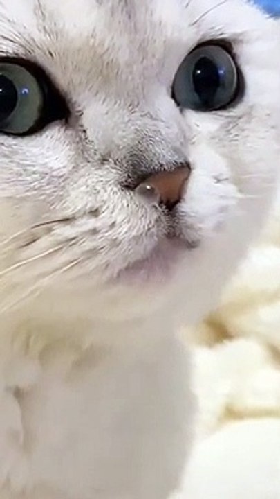 Funny cat video (2)