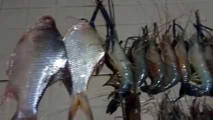 Hasil pancingan di sungai kapuas