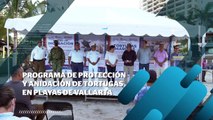 Inició de manera oficial, la temporada de arribo de la tortuga marina | CPS Noticias Puerto Vallarta