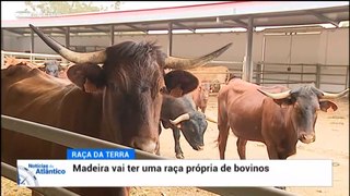 A Ilha da Madeira vai ter uma raça própria de bovinos