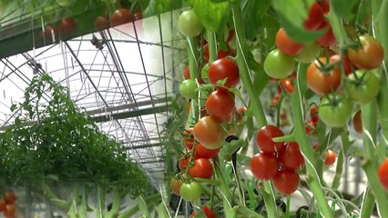 동남아 '수출 딸기' 인기 잇는다...K-농자재도 해외로! / YTN