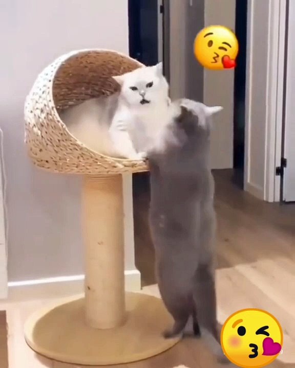 l kiss you cat