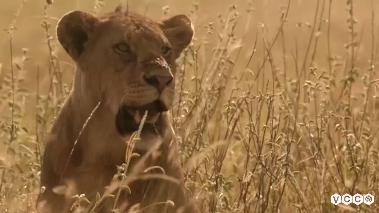 Kẻ săn mồi ngủy hiểm vùng đồng cỏ | Thế giới đông vật HD Thuyết minh | Nature VCC