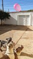 Three American Bullies Play with a Balloon for the First Time