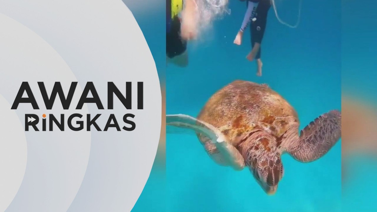 AWANI Ringkas: Video tular insiden pegang penyu disiasat