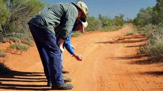Queensland bilbies flown to NT to protect from extinction