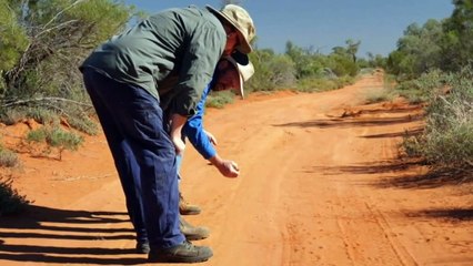 Queensland bilbies flown to NT to protect from extinction
