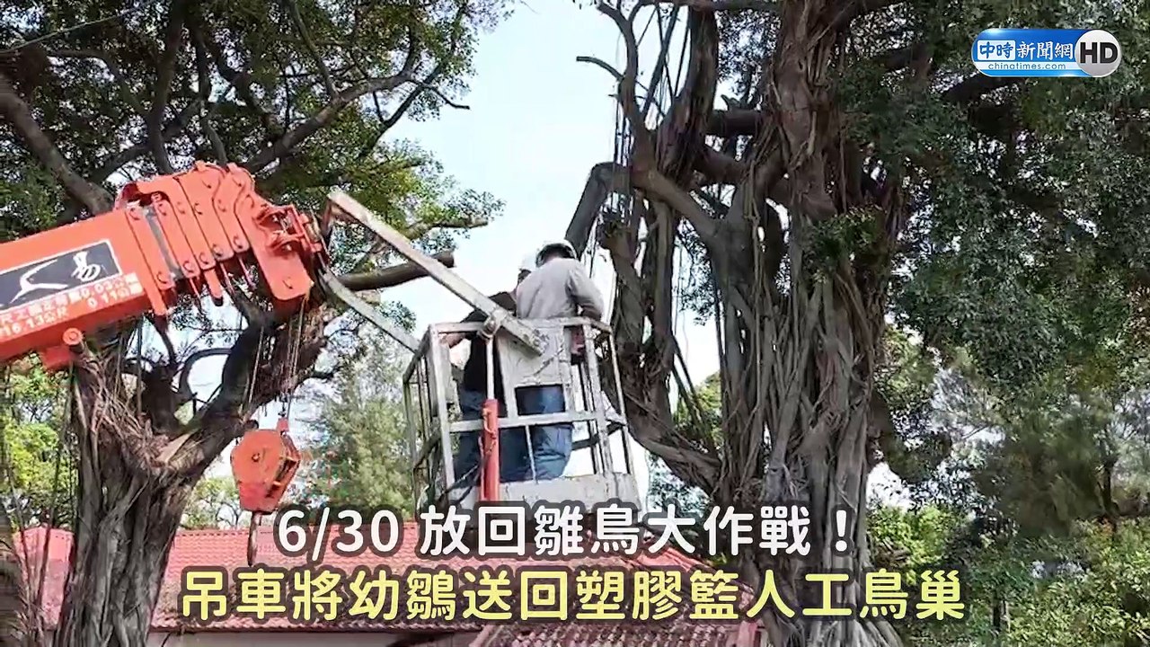 遭高雄古蹟保護工程拆散　鳳頭蒼鷹一家4口終團圓
