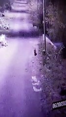 सिंगाजी पावर प्लांट में घुसा तेंदुआ.......देखिए वीडियो