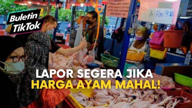 Lapor segera jika harga ayam mahal!