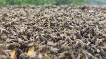 Tespit edilen 'Bingöl Bal Arısı' ile hem arı ölümlerinin önüne geçilecek hem de kalite artacak