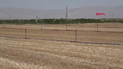 TMO'NUN FİYAT ARTIŞI, KONYA OVASI ÇİFTÇİSİNİ SEVİNDİRDİ