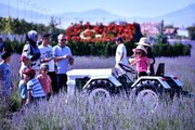 Konya Ovası'ndaki lavanta bahçesi fotoğraf çekim alanı oldu