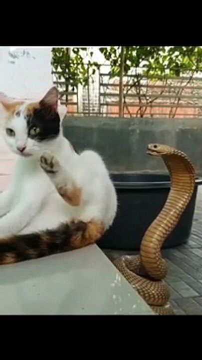 Cat look the cobra eyes
