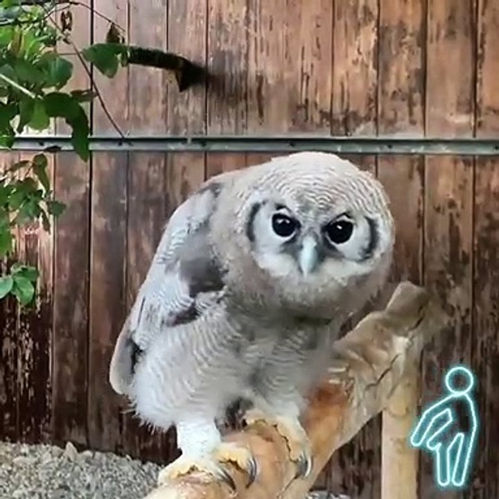 owl dancing