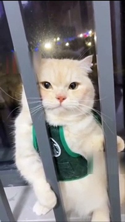 it's me cat miaw