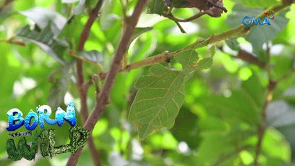 Leaf insects' mimicking ability | Born to be Wild