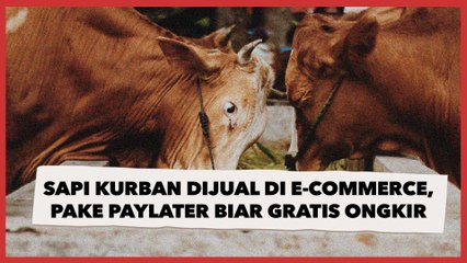 Sapi Kurban Kini Dijual di E-Commerce, Malah Mau Dibeli Pakai Paylater Demi Gratis Ongkir