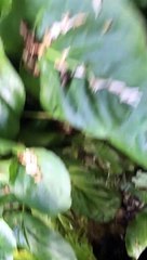 Wedgehog: Watch as a hedgehog gets rescued after getting wedged in a fence