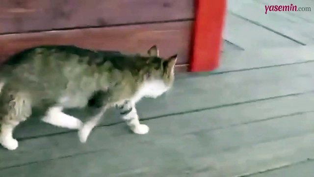 At çiftliğinde yetişen kedinin yürüyüşü sosyal medyaya neşe kattı!