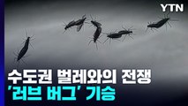 수도권 '러브 버그' 벌레와의 전쟁 / YTN