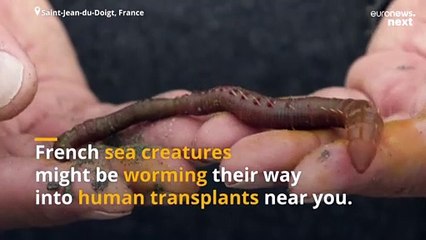 Scientists think sea worms could be the key to keeping transplant organs 'alive' longer