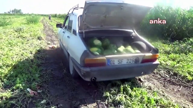 Osmaniyeli çiftçi, ekonomik kriz nedeniyle karpuz tarlasını halka açtı