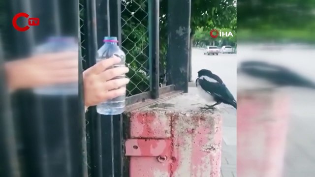 Duyarlı yurttaş susuz kalan kargaya elleriyle su içirdi