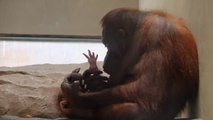 Muestran junto a su madre a la nueva cría de orangután de Borneo nacida en mayo en el zoo de Barcelona