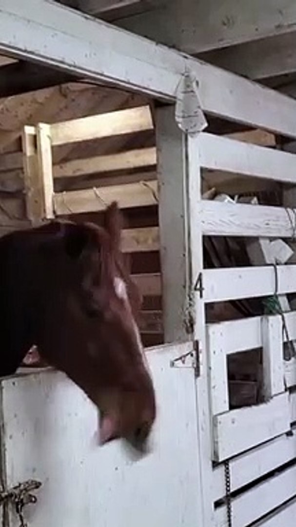 Cute Animals  Funny Animal Videos shorts animals