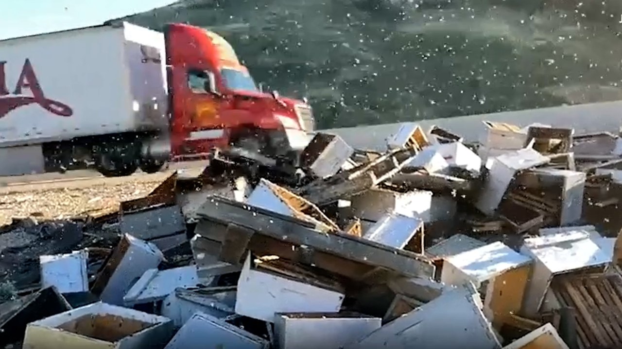 25 millions d'abeilles au milieu d'une route après un accident de camion aux Etats-Unis