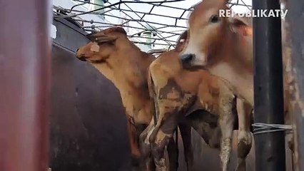 Satgas Covid-19 Imbau Penyembelihan Hewan Qurban di Tempat Pemotongan