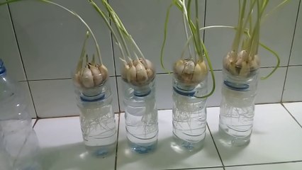 cara menumbuhkan akar bawang putih yang mudah sekali