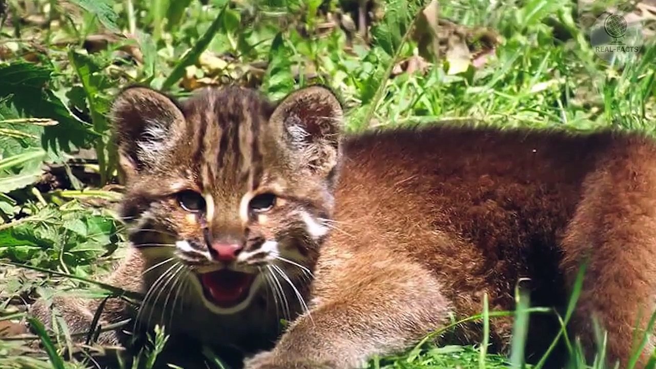 Asian cat saved the girl who was attacked by a crocodile