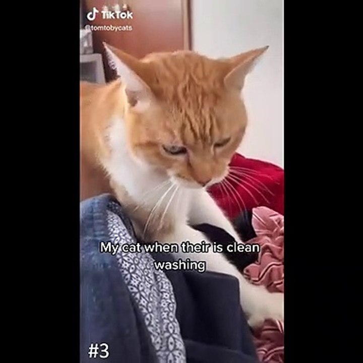 Funniest Cats  - Don't leave the cat at home alone  - Johnny Catsville