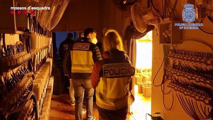 Desarticulada una de las mayores redes de tráfico de marihuana