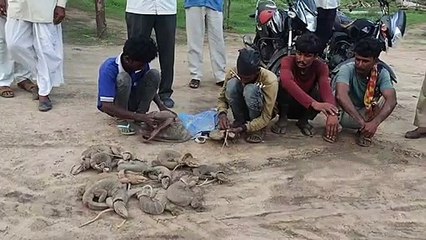 पाटा गाेह पकड़ते चार ​शिकारी गिरफ्तार