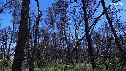 Греция: высокая пожароопасность