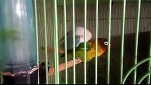 Lovebird Kawin Love Love Love