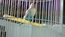 Ngintip Lovebird Pemula Belajar Kicau