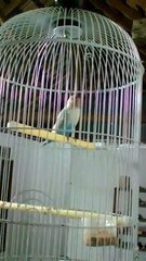 Ngintip Lovebird Pemula Belajar Kicau