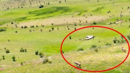 Koyunlara pusu kuran kurtların zekası hayran bıraktı! Taktikleri defalarca izlendi
