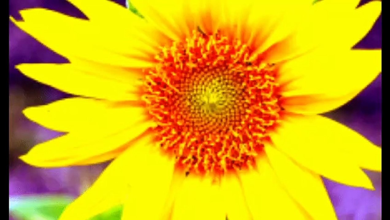 Free Motion Pic Of Sunrise Flower