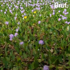 ¿Qué Sabes del Jacinto de Agua? Descubre Sus Beneficios y Desafíos 🌿