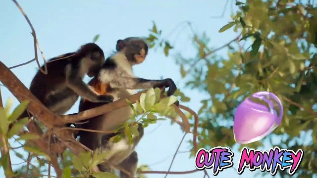cute animal videos funny | Cute monkey video | cute monkey videos baby, cute animal videos