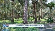 فيديو حلم الغبار آفة تفتك بثمار النخيل وتكبد المزارعين خسائر فادحة في محافظة الأحساء - - نشرة_النهار - الإخبارية