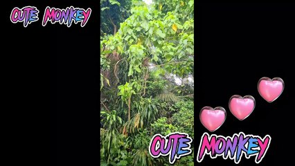 Monkey video , cute monkey video , best monkey video