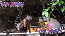 cute animal videos funny ,Cute monkey video, cute monkey videos baby, cute animal videos