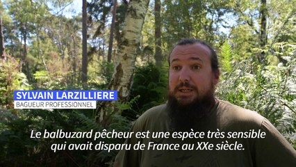Animaux: pleine saison pour le baguage de jeunes balbuzards pêcheurs à Chambord