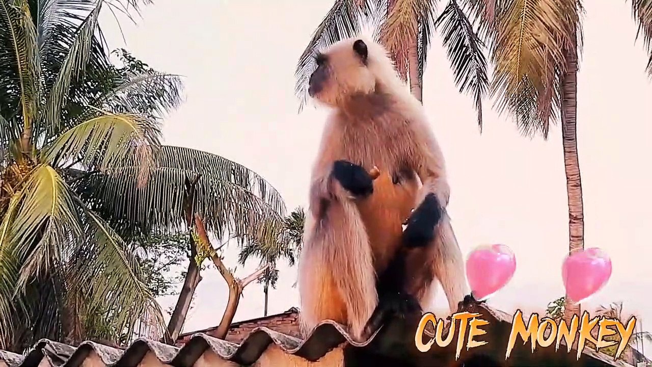 cute animal videos _ Cute monkey video _  cute monkey videos baby _ cute animal videos funny